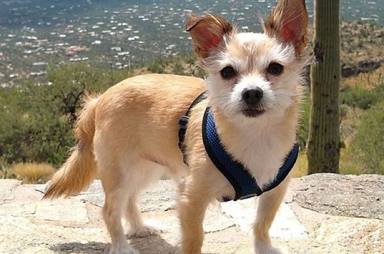 Tucson's Top Dog-Friendly Destinations: A Pup's Urban Adventure