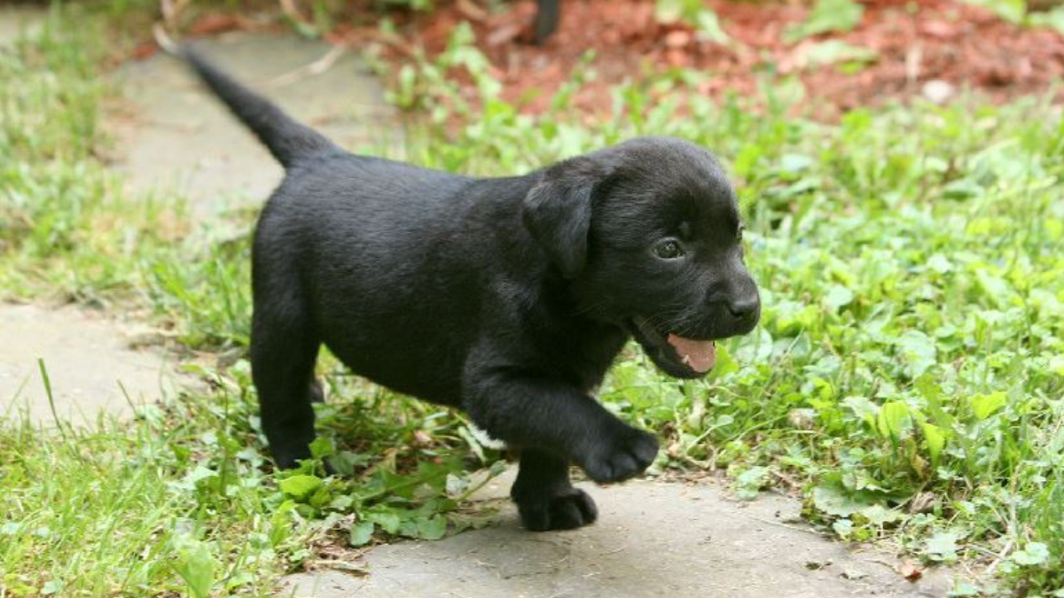 Can Chocolate Labs Have Black Puppies