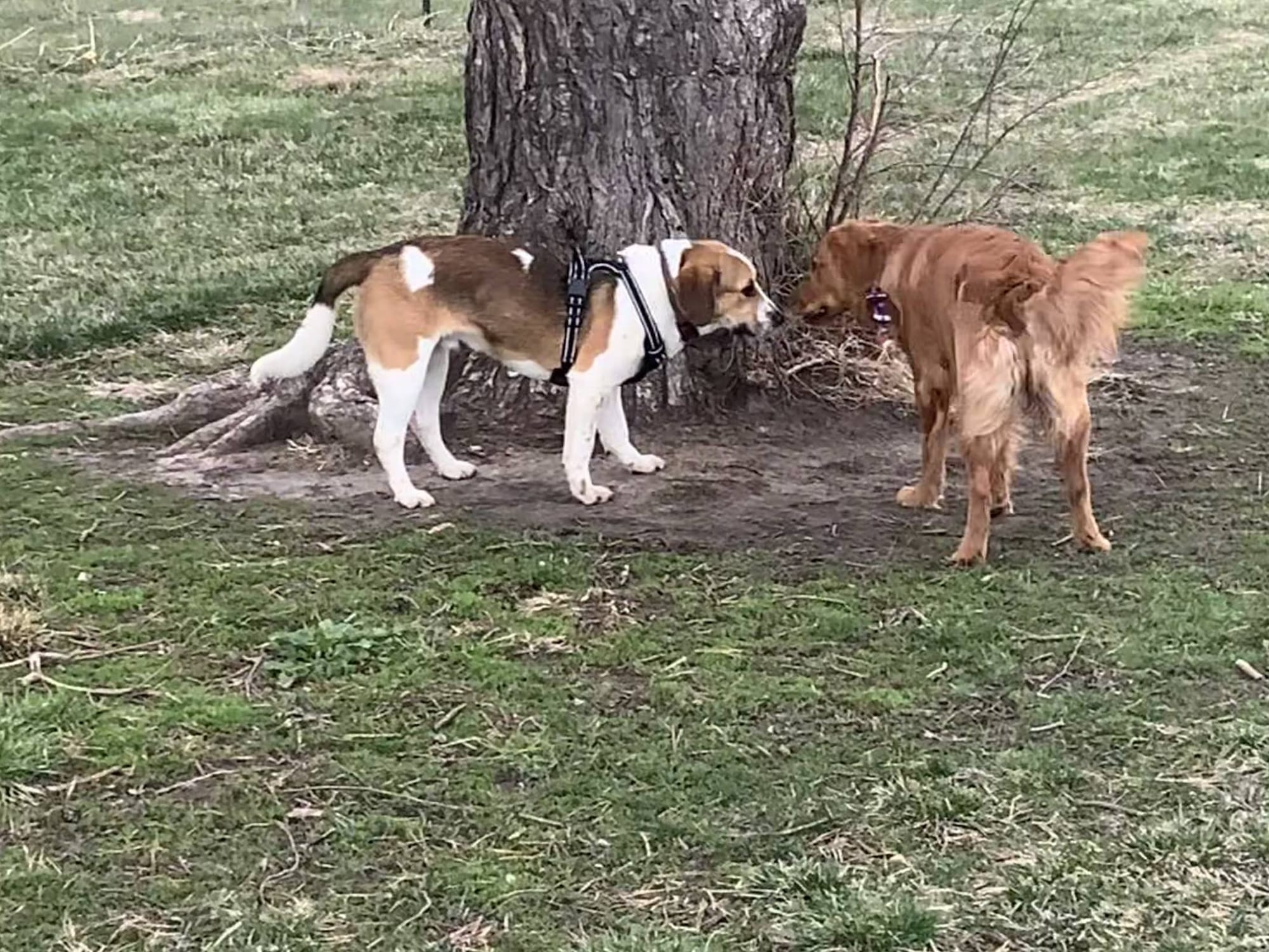 Beagles Doing What They Do Best