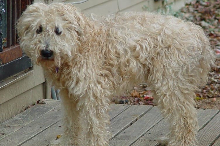 do soft coated wheaten terrier shed