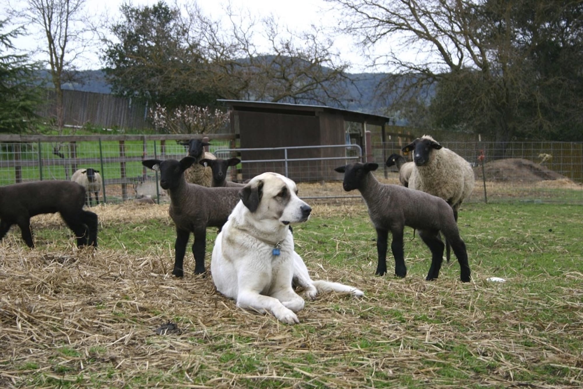 Are Anatolian Shepherds Good Guard Dogs