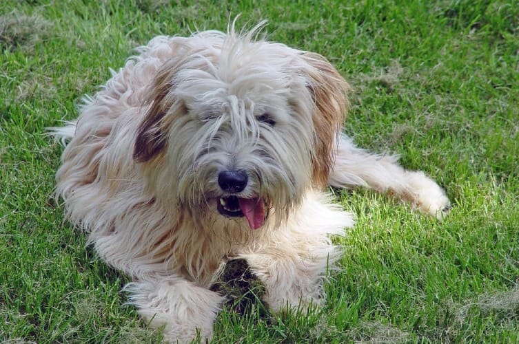 Are Soft Coated Wheaten Terriers Easy to Train