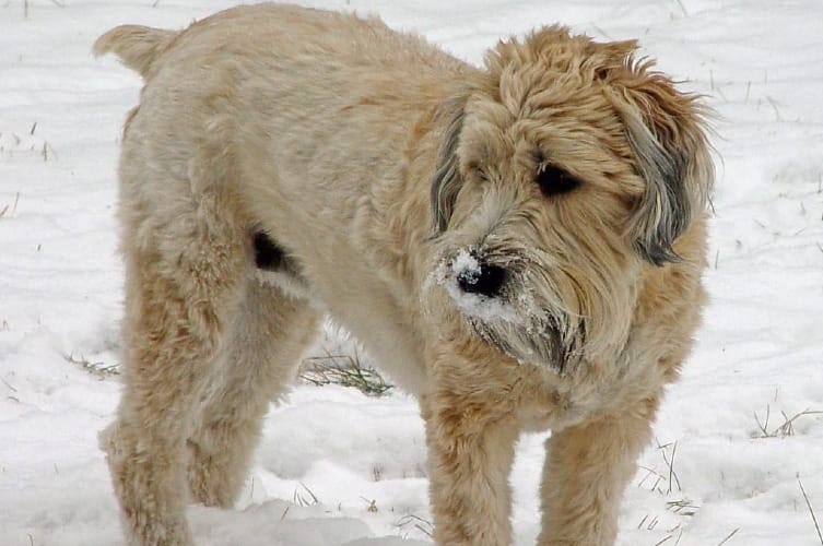Are Soft Coated Wheaten Terriers Good Family Dogs