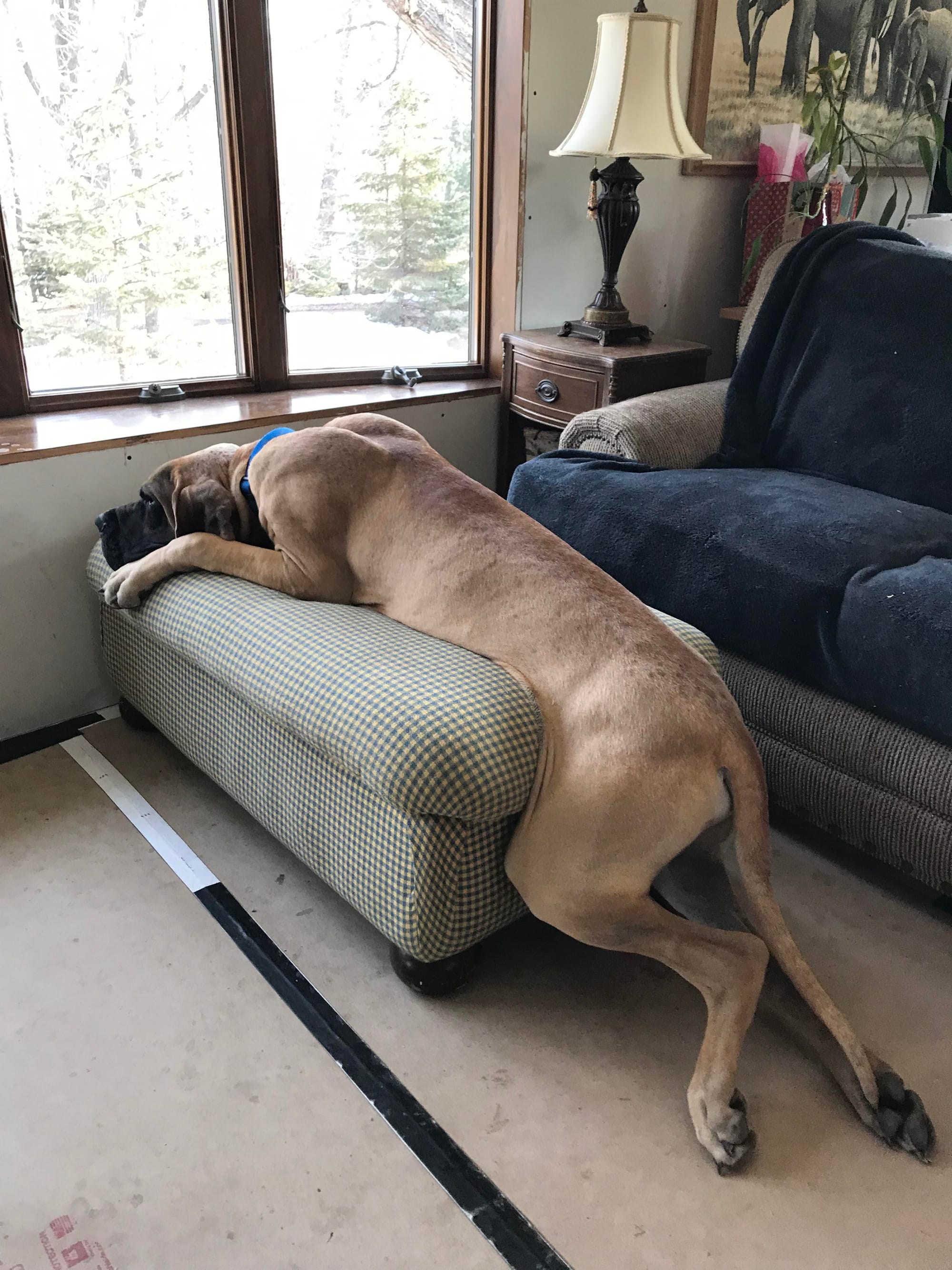 Great Danes in Small Spaces