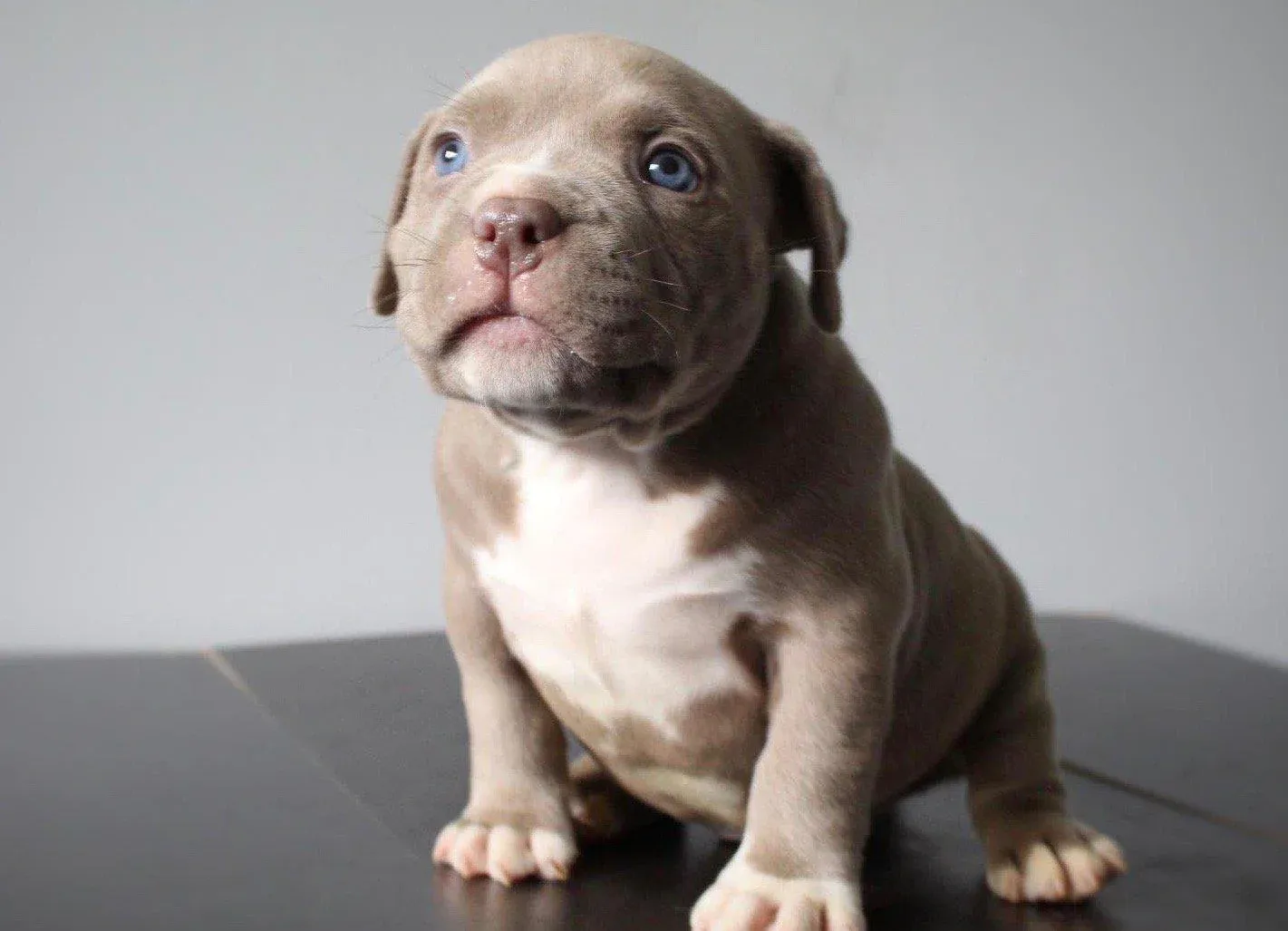 Pocket Pitbull Puppies