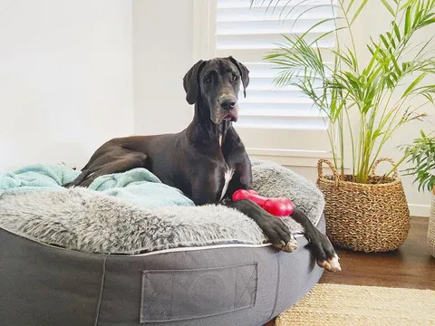 Great Danes in Small Spaces