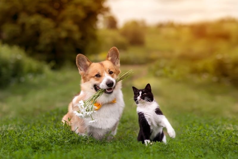 Pembroke Welsh Corgis And Cats:Tips for Good Relationship