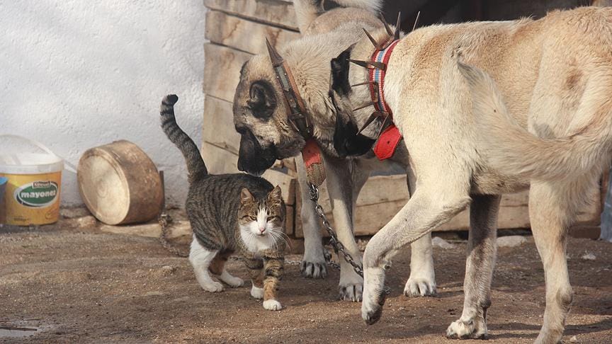 Two Anatolian Shepherds with Cat