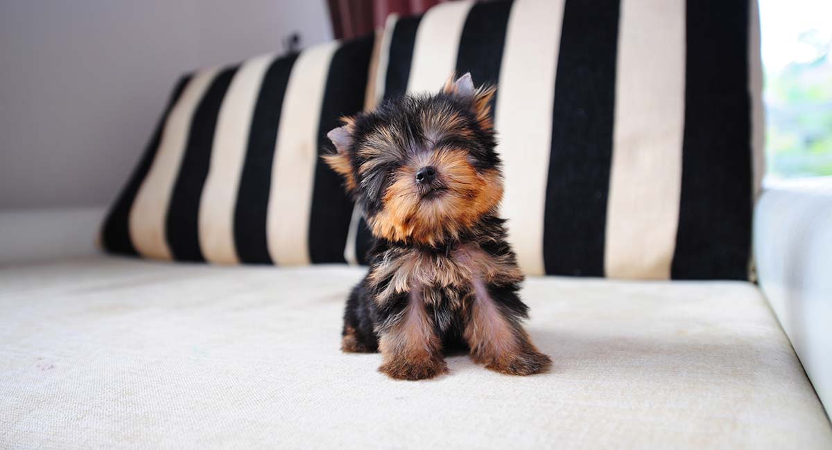 10 Best Toys for Yorkshire Terriers 