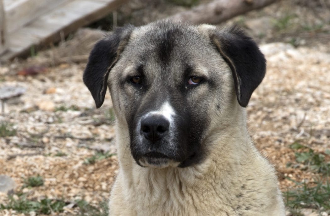 Anatolian Shepherds and Shedding