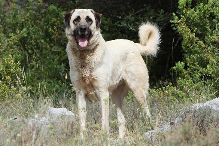 Anatolian Shepherds Nocturnality in dogs