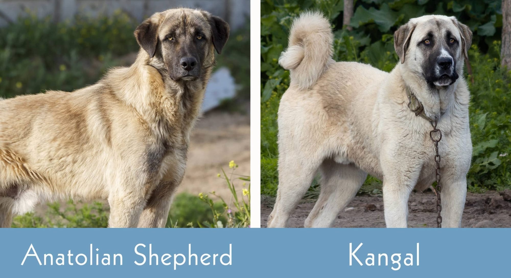 Are Anatolian Shepherds and Kangals the Same