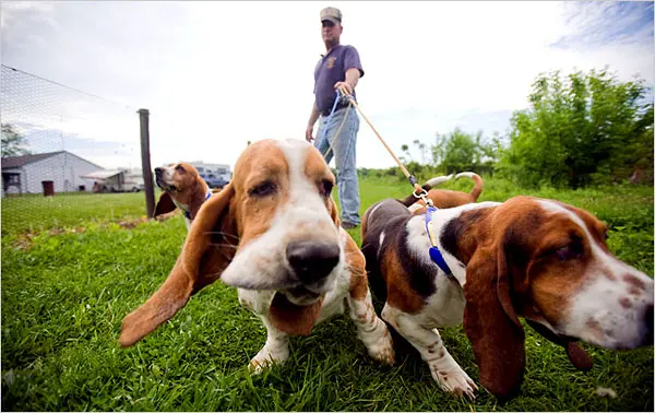 Are Basset Hounds Hunting Dogs