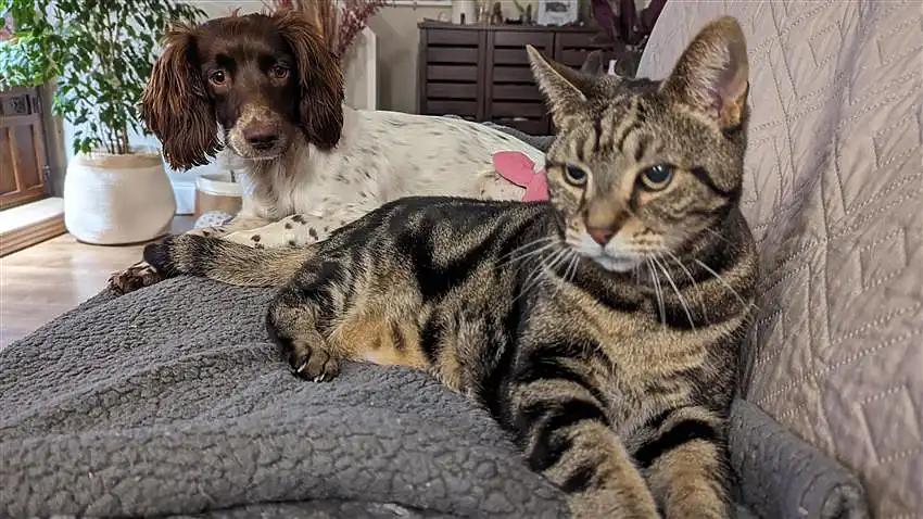 Are Brittany Spaniels Good with Cats