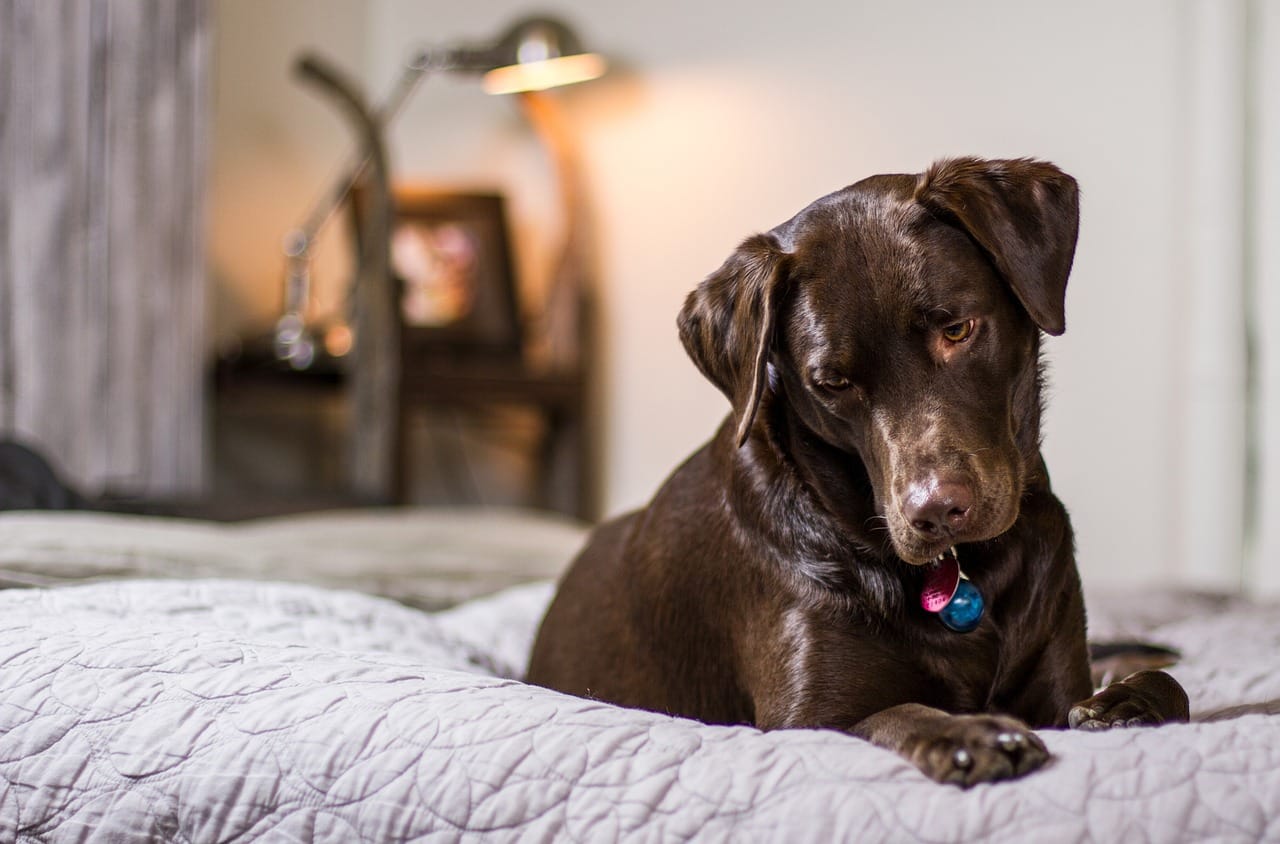 Are Chocolate Labs Good Dogs