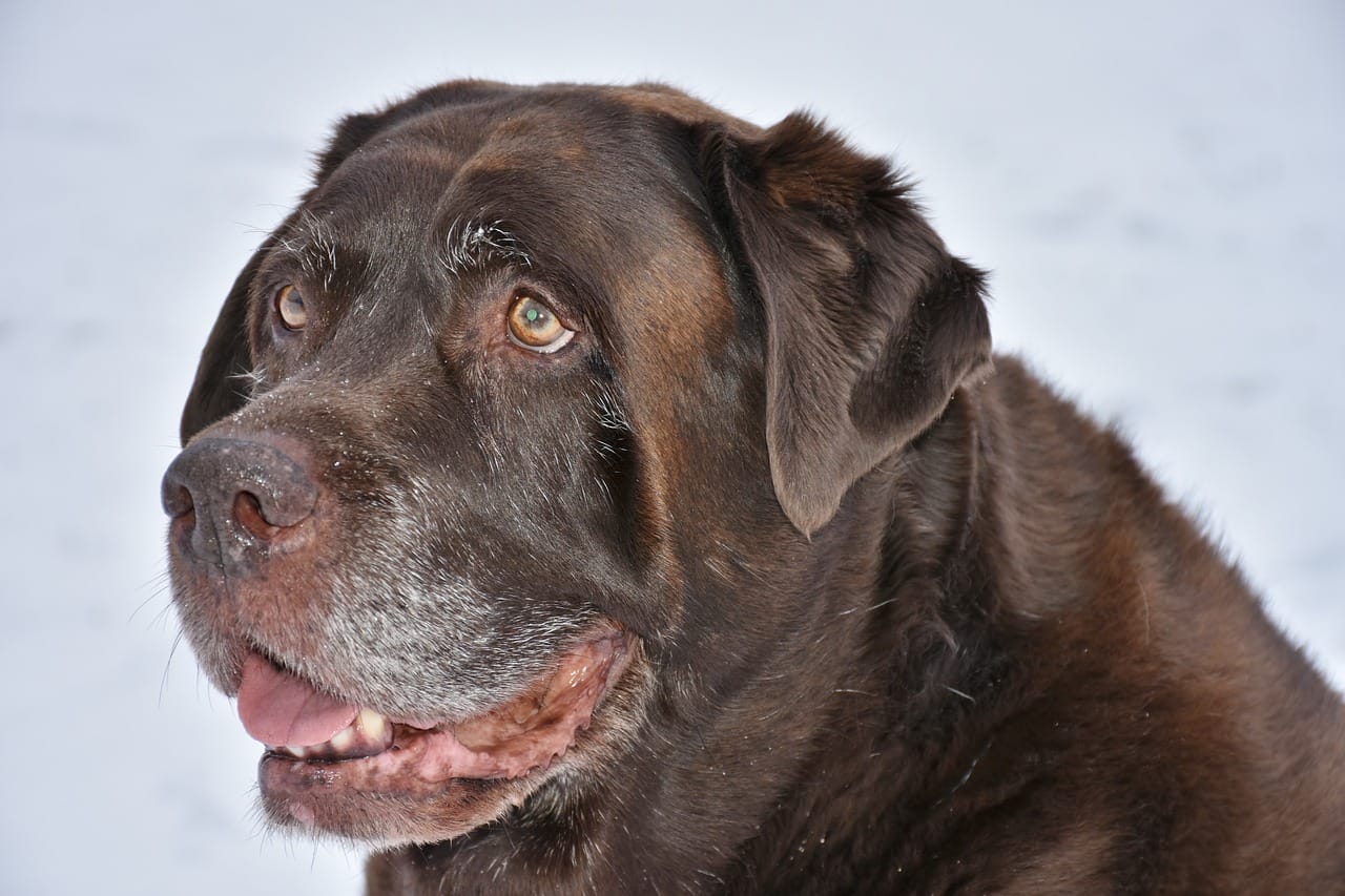 Are Chocolate Labs Smart