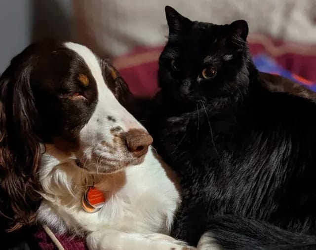 Spaniels sales and cats