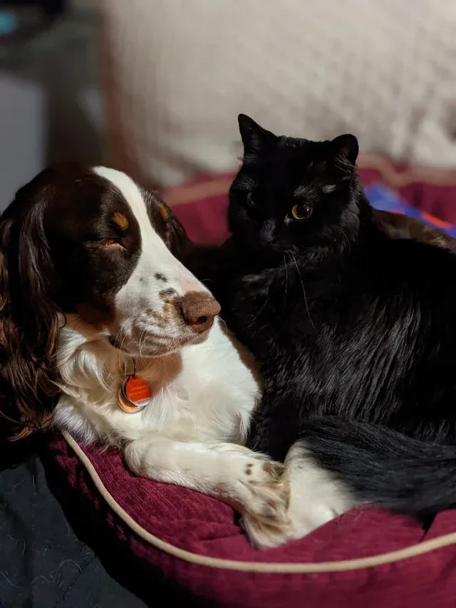 Are English Springer Spaniels Good with Cats?