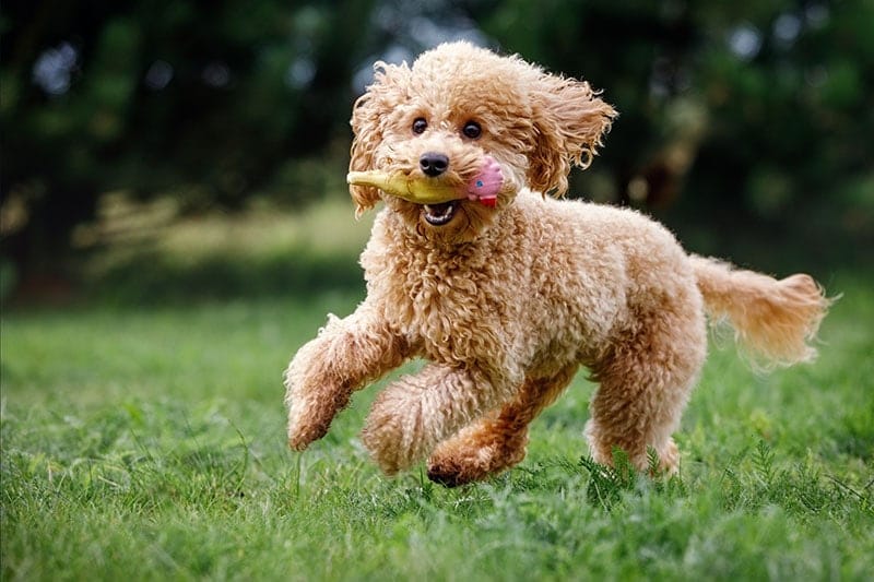 Training Toy Poodle 