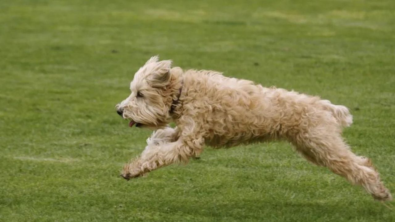 are soft coated wheaten terriers protective