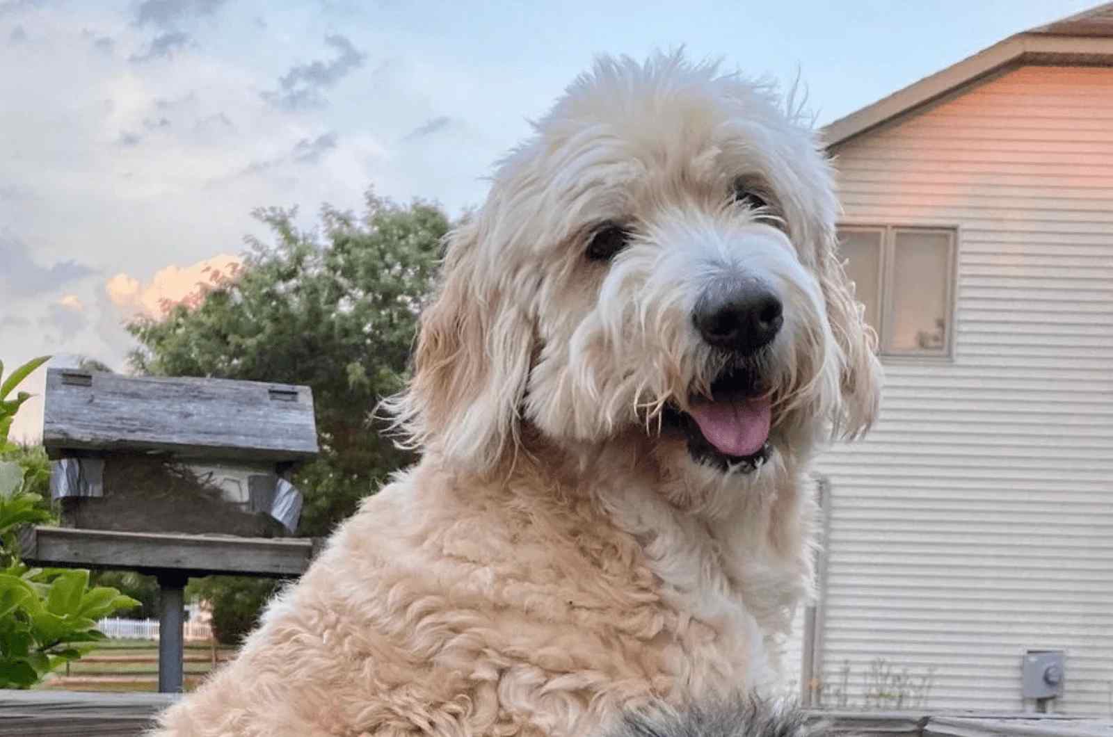 Can Aussiedoodles Live Outside?