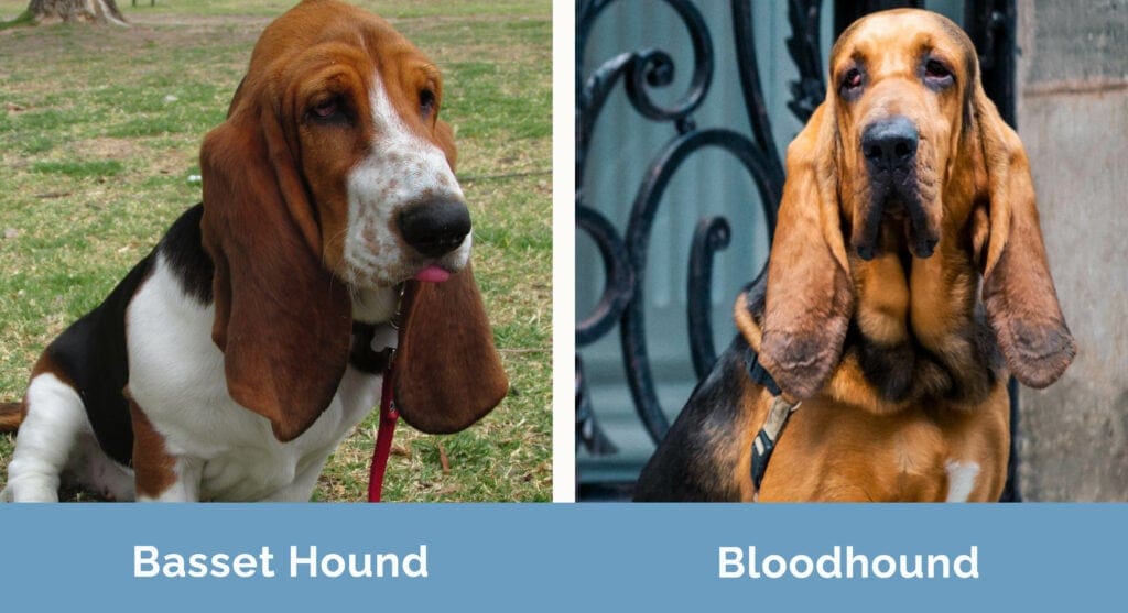 Are Bloodhound and Basset Hounds Related