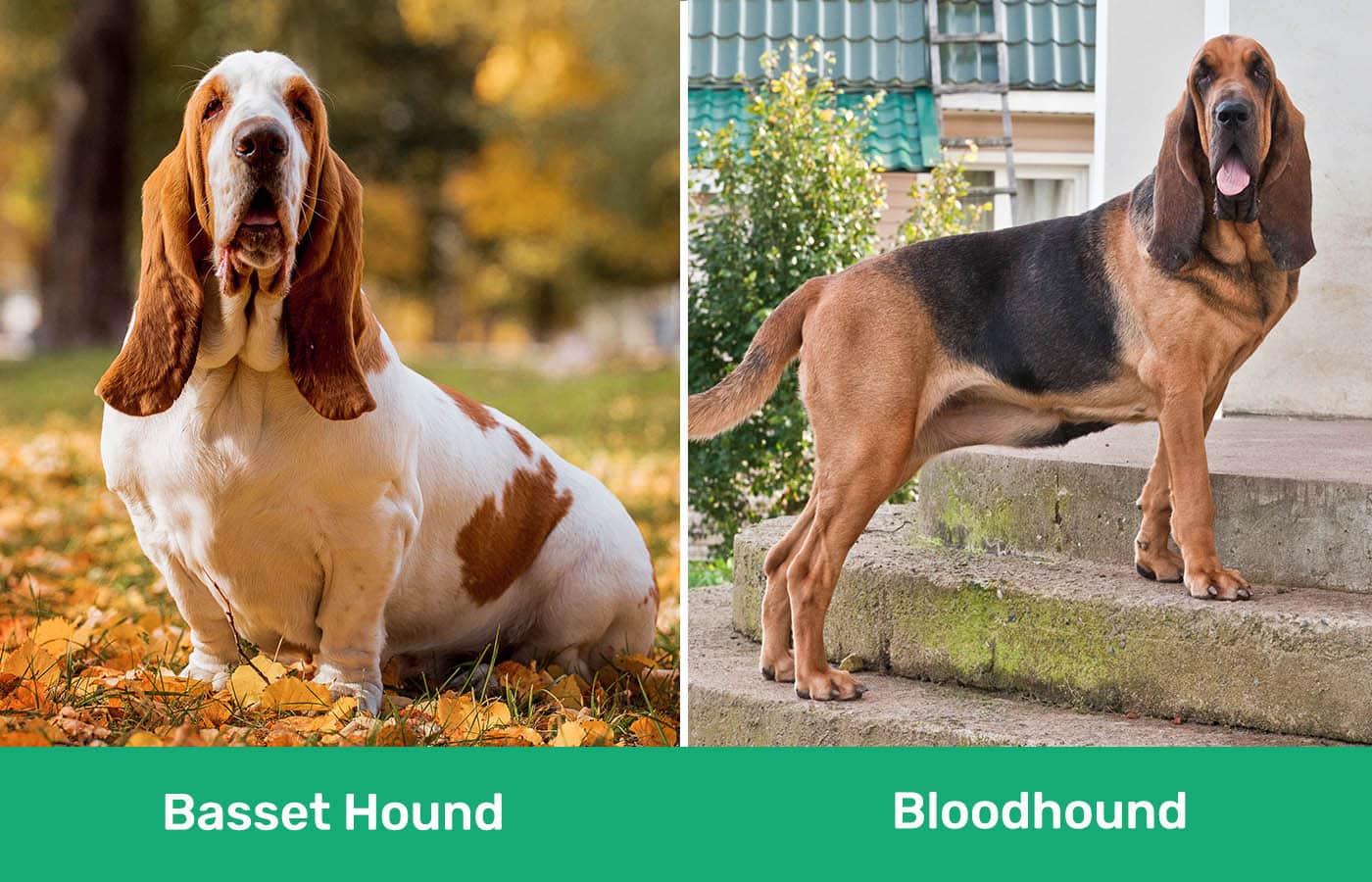 Are Bloodhound and Basset Hounds Related