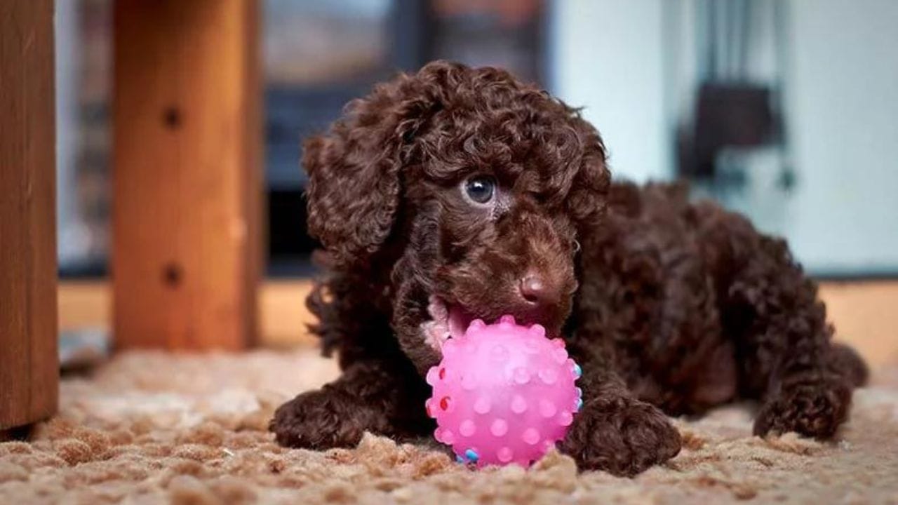 Choosing the Best Toys for Your Toy Poodle