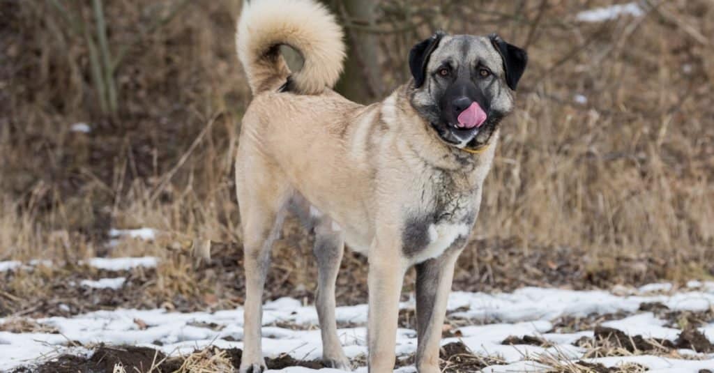 Anatolian Shepherds dog