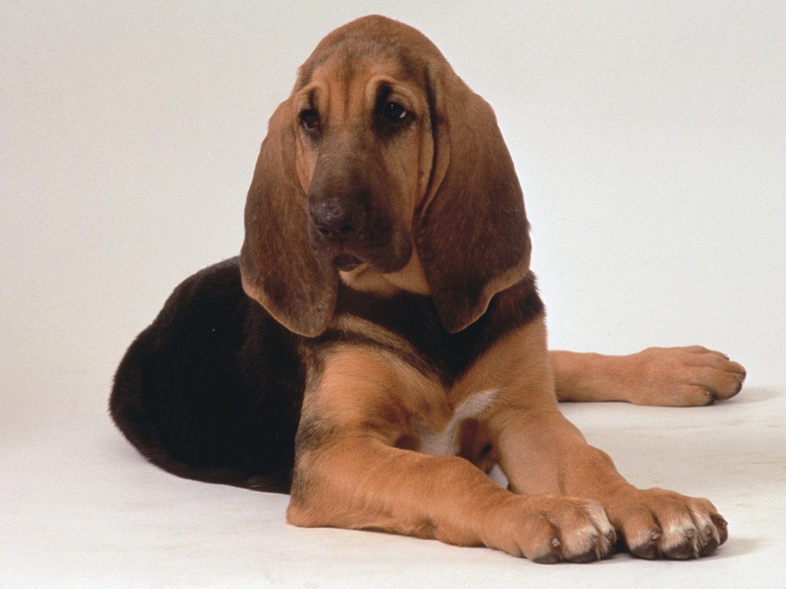 Are Bloodhounds Good Family Dogs