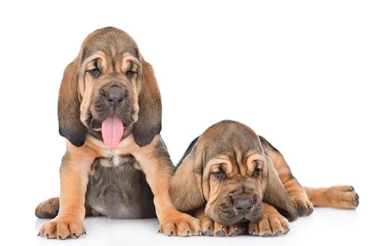 Are Bloodhound Puppies Hyper