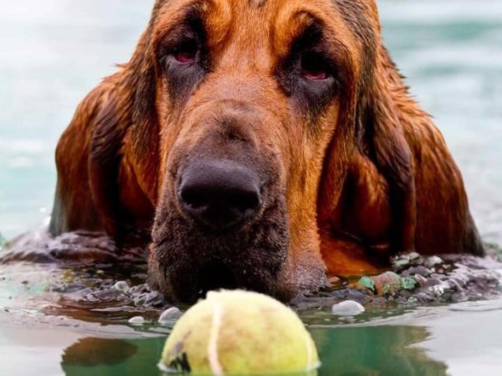 can bloodhounds swim?