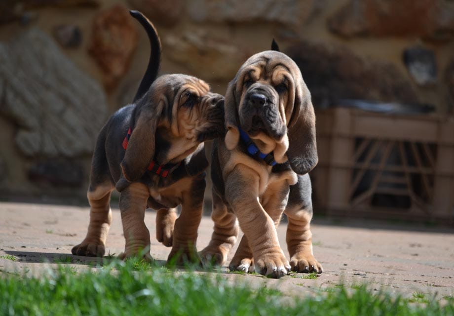 Are Bloodhound Puppies Hyper