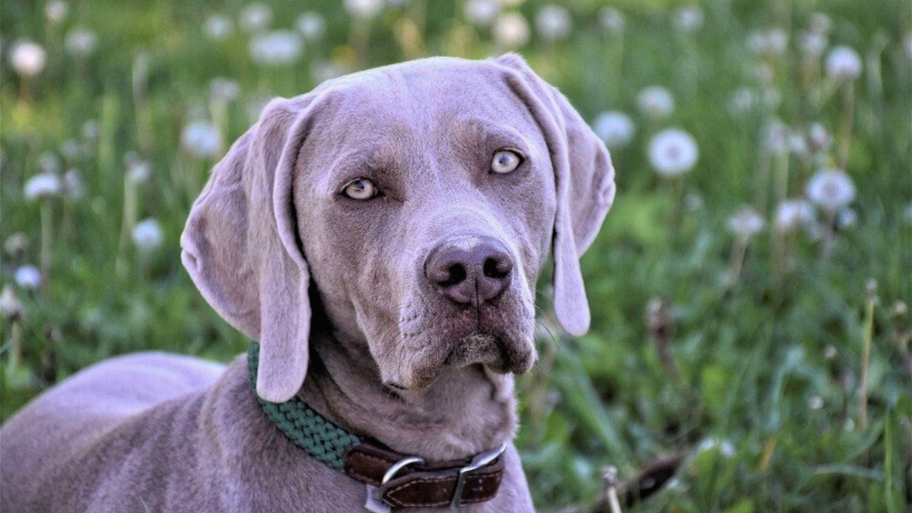 Can Weimaraners Live in Apartments