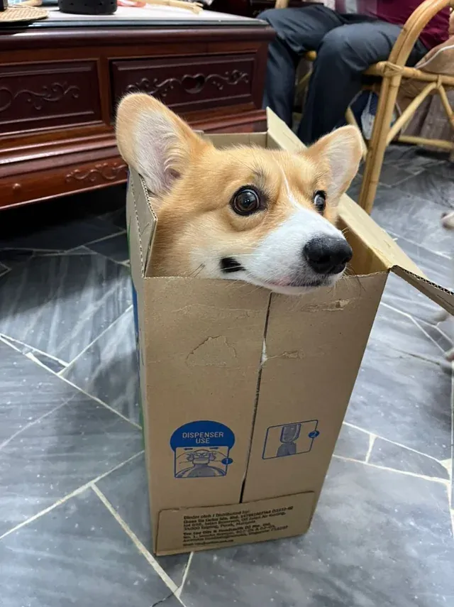 Corgis Got Stuck in the Most Unexpected Places