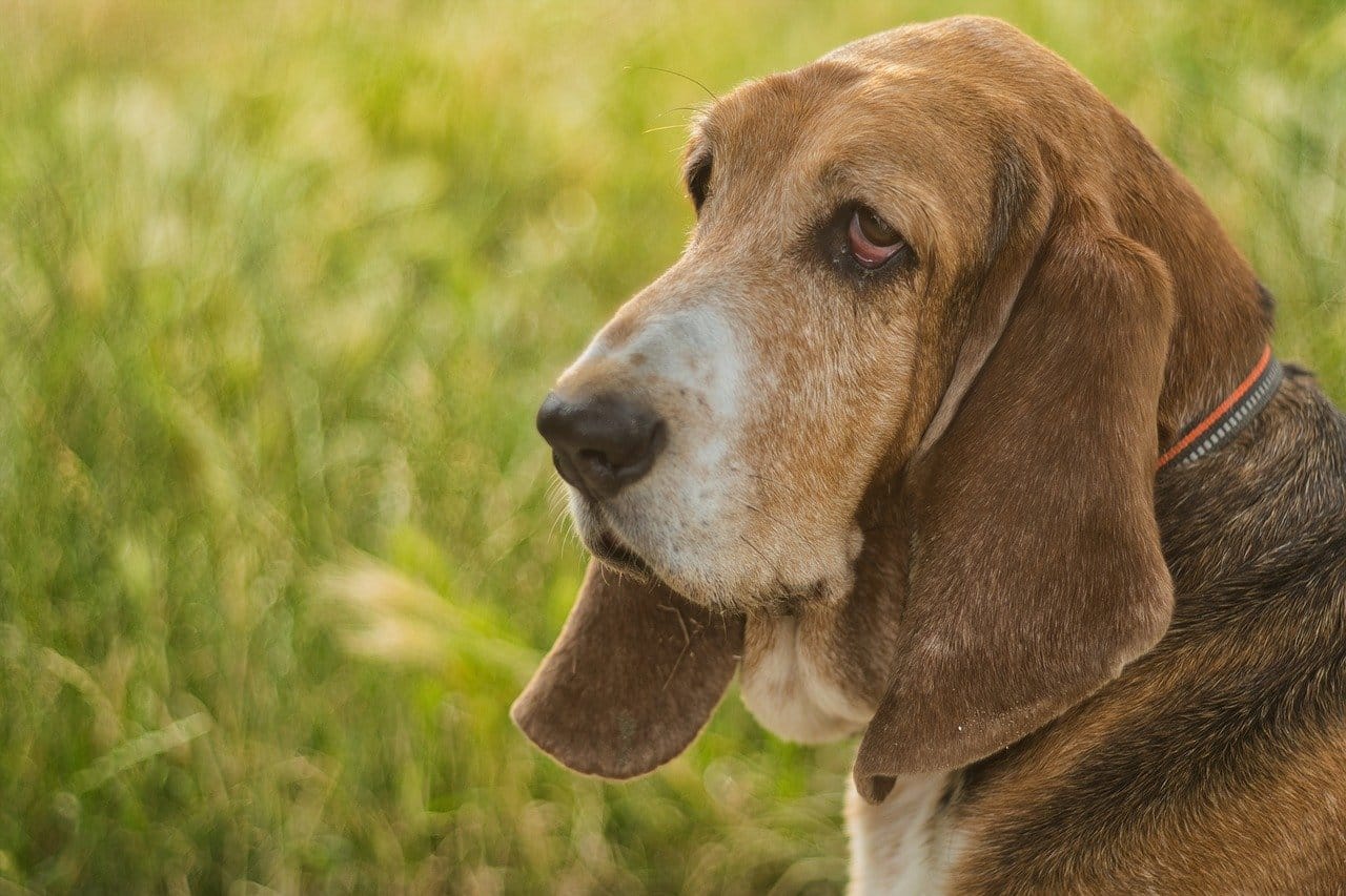 Do Basset Hounds Smell