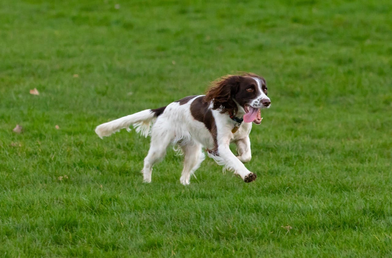 Do English springer spaniels have a double coat