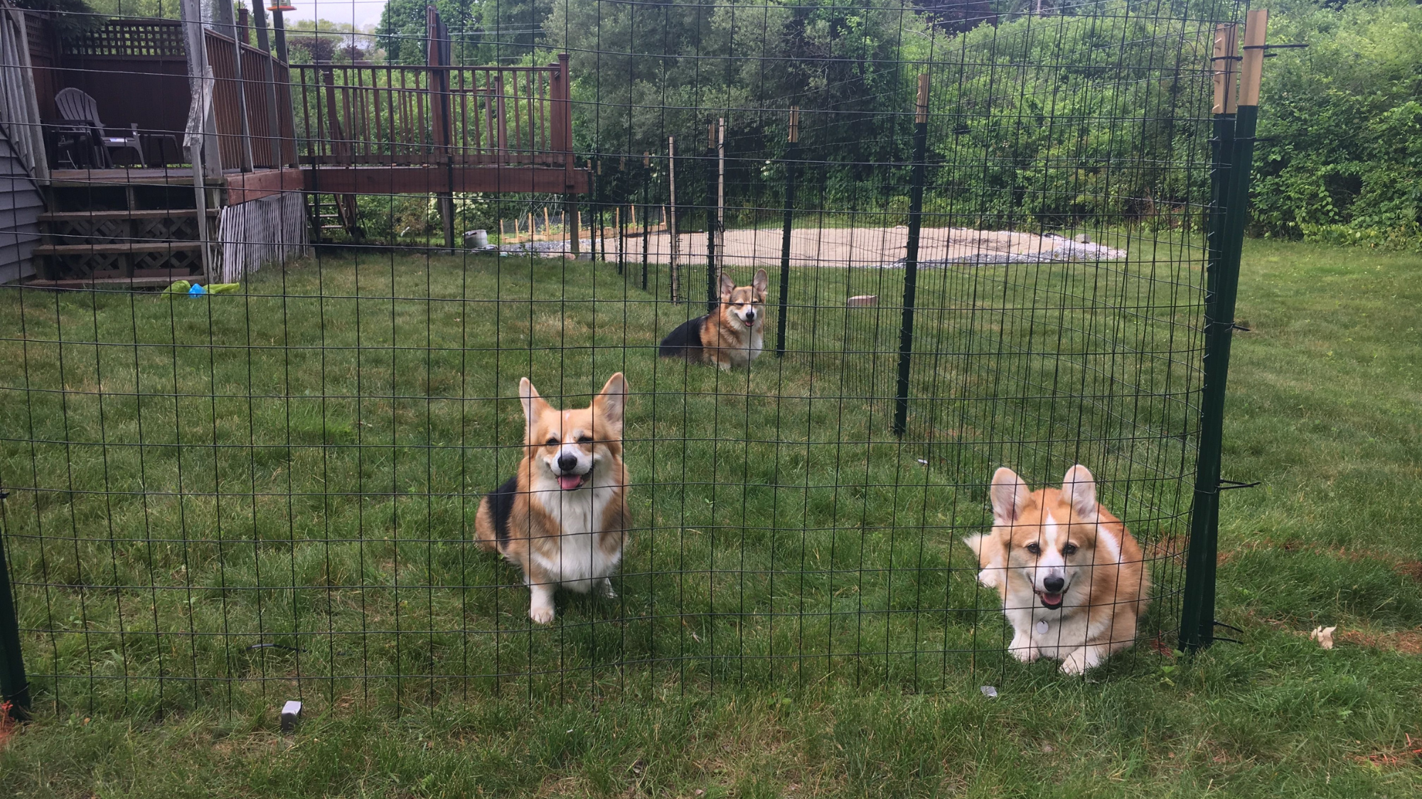 T Post Dog Fence