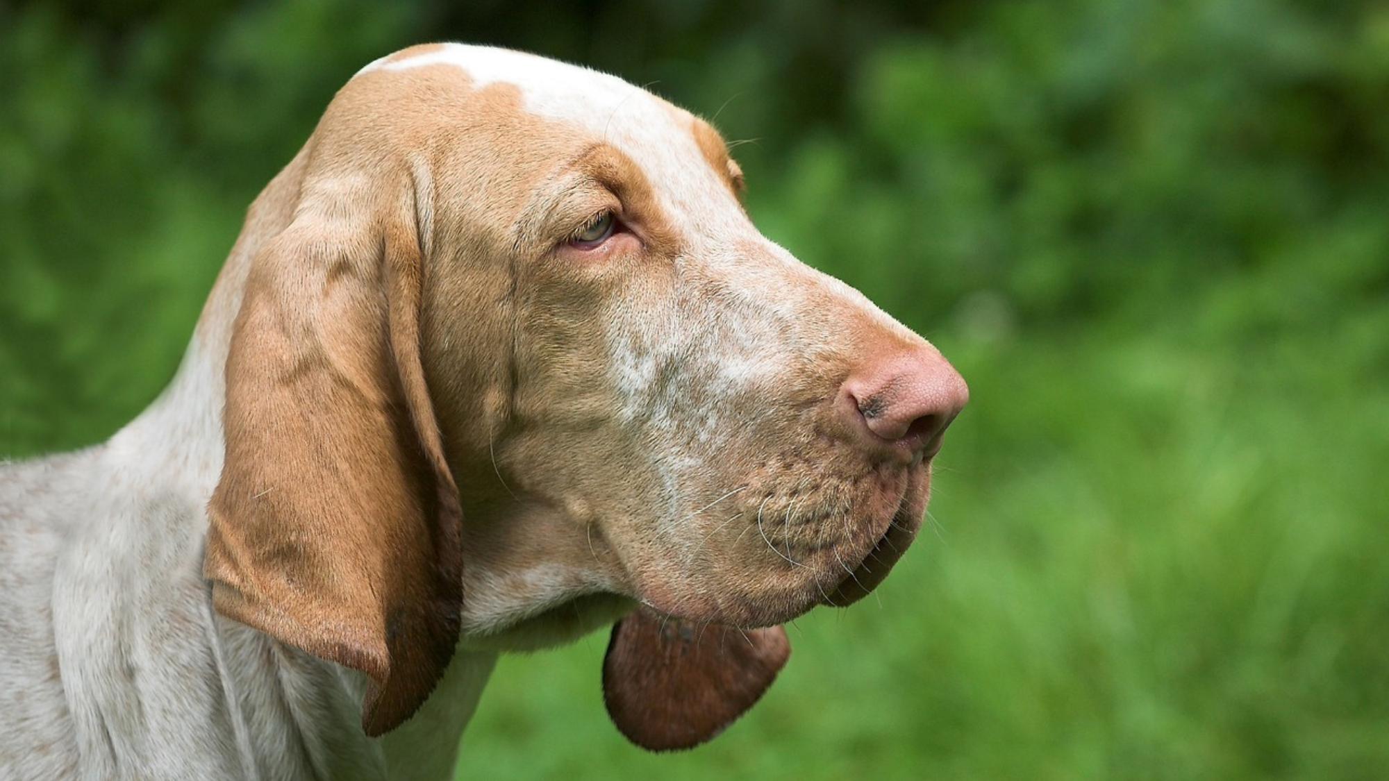 are bloodhound dogs good pets?