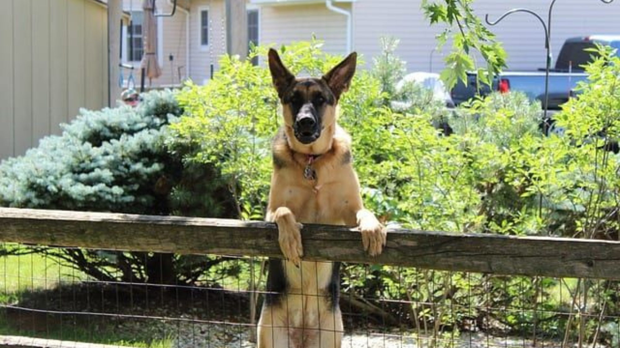 Can a Dog Jump a 4-Foot Fence