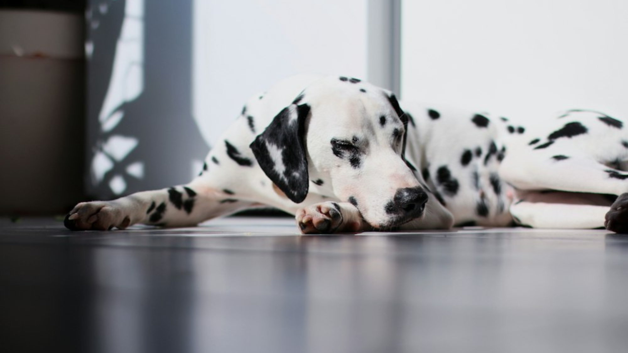 Are Dalmatian Dogs Smart