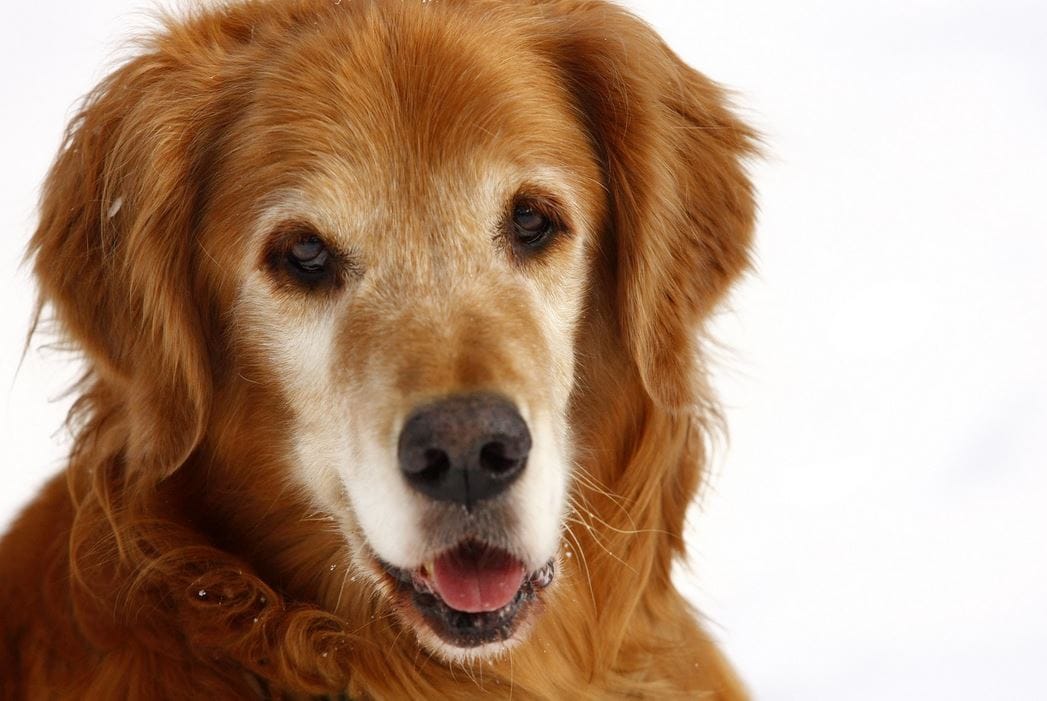 what your dog breed says about you