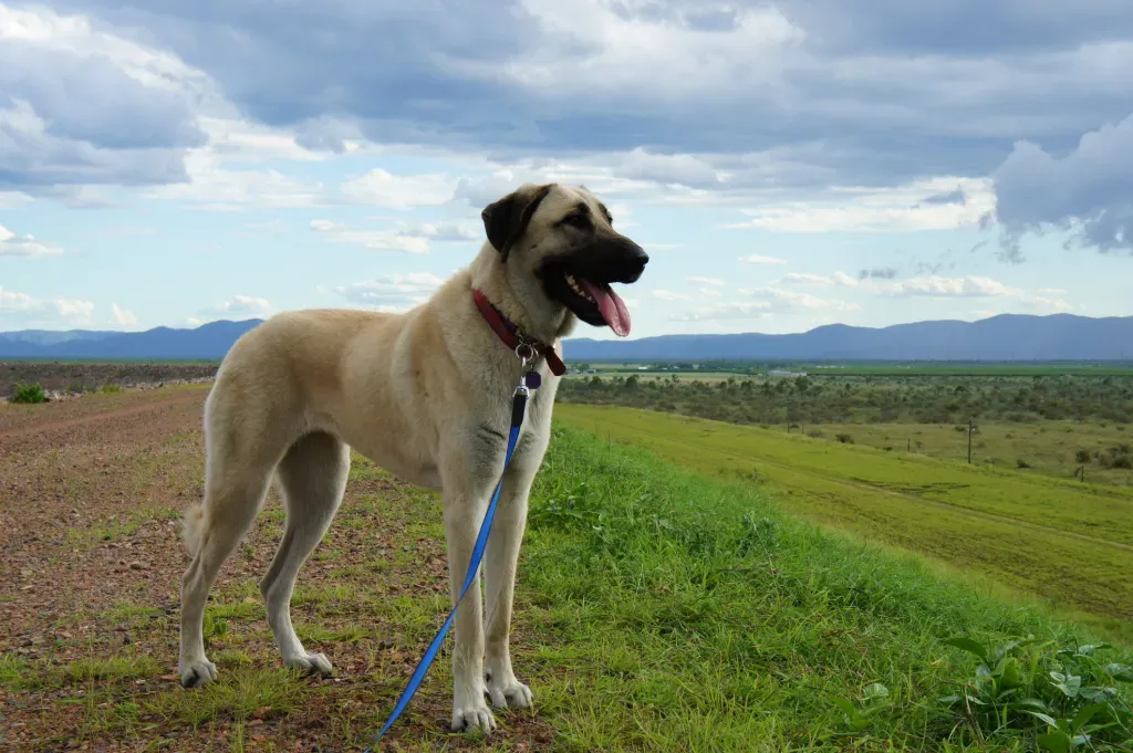 Anatolian Shepherds Dog Breed