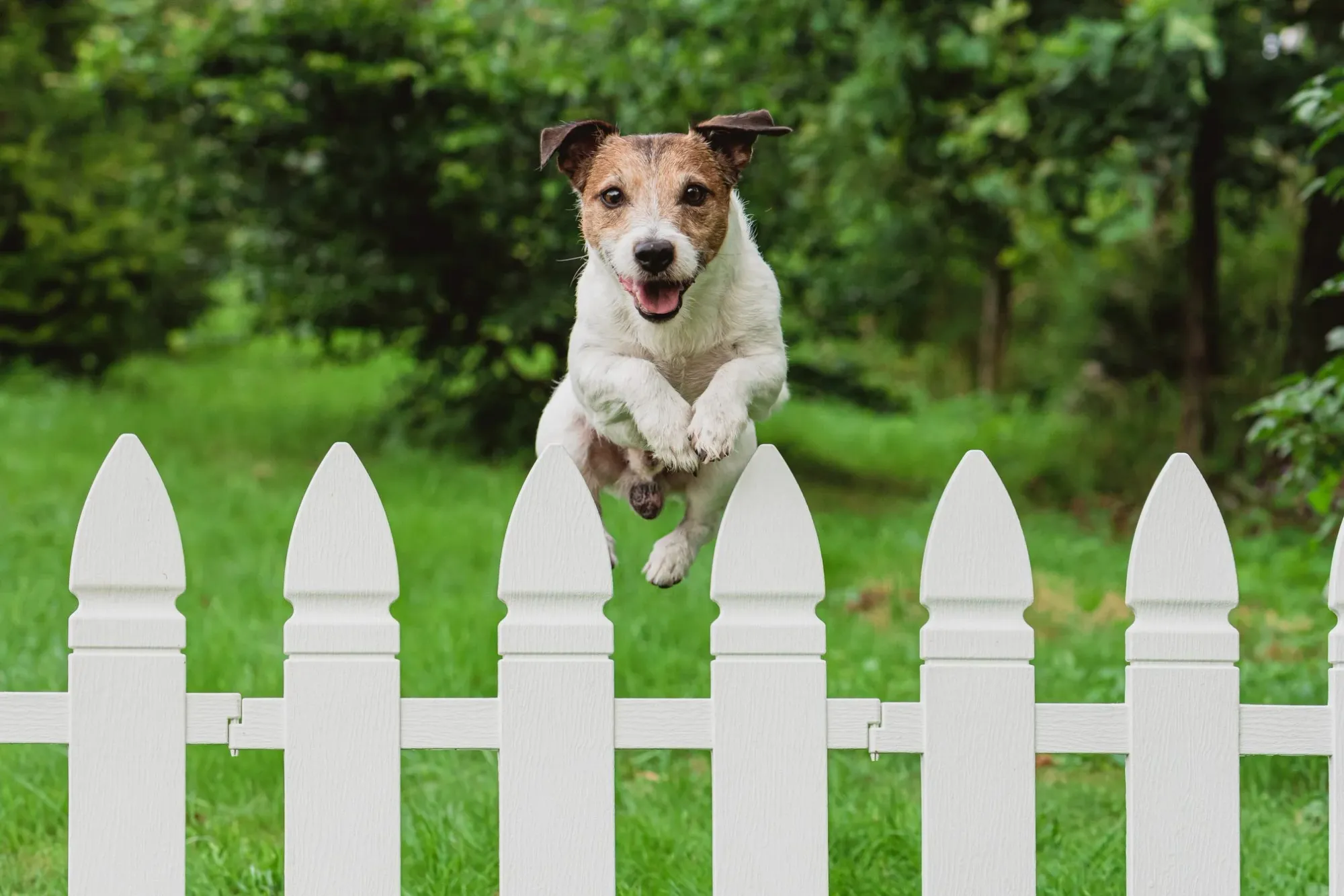 how to keep dog from jumping fence