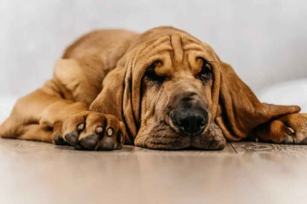 Can Bloodhounds See