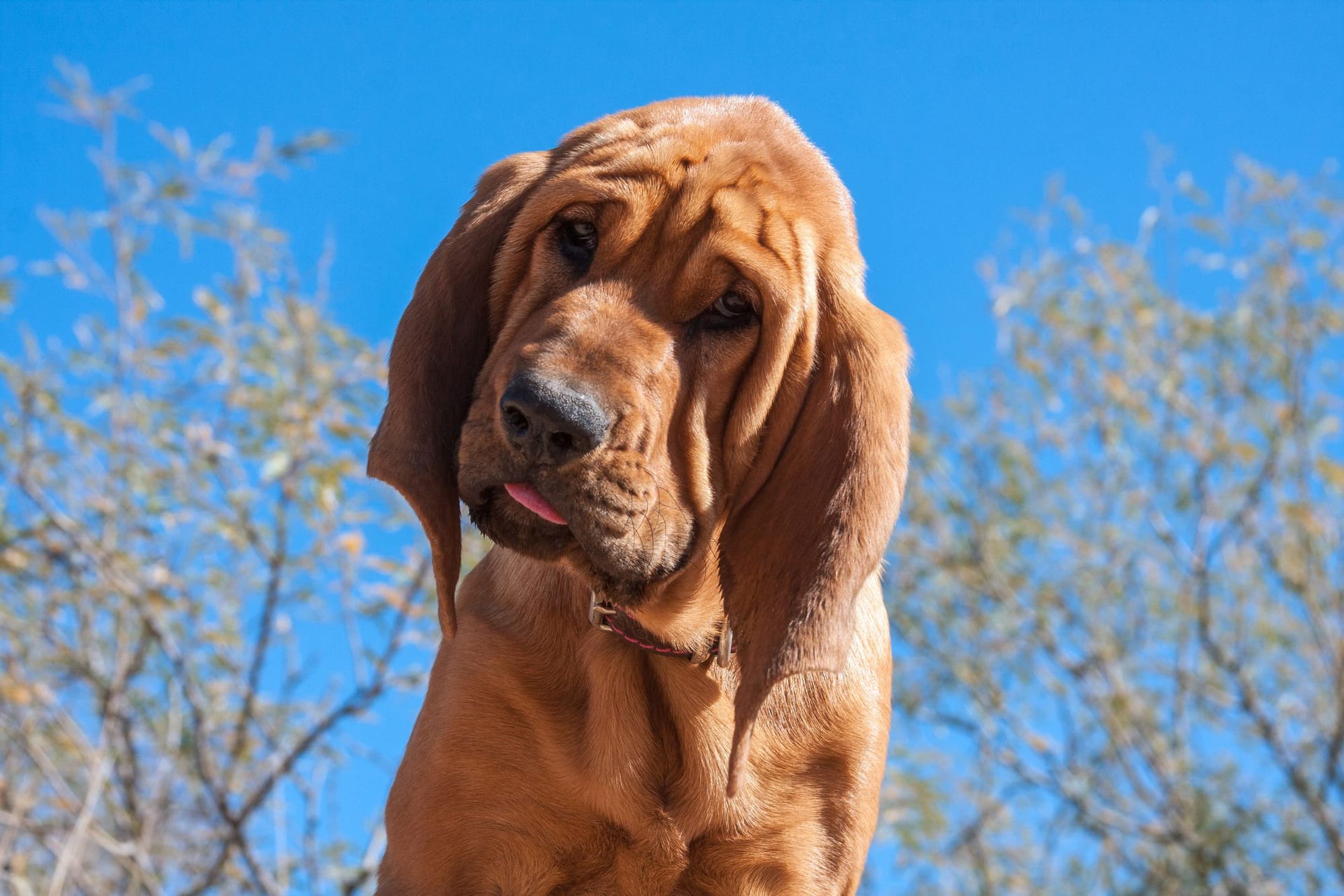 Are Bloodhounds Good Family Dogs