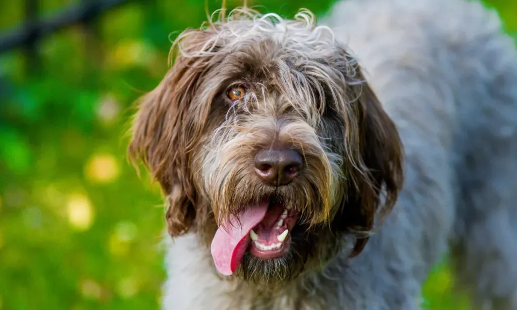 wirehaired pointing griffon