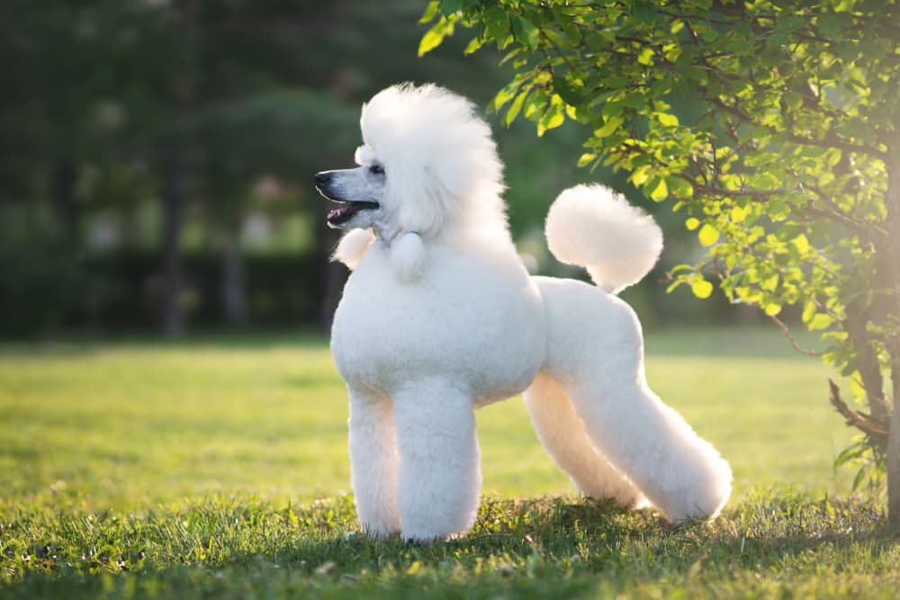 Comprehensive Toy Poodle Grooming Guide
