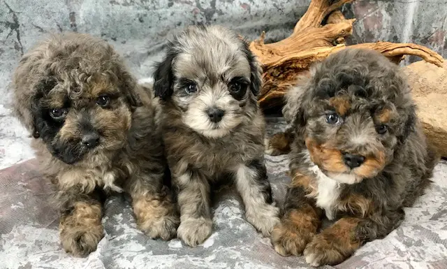 Aussiedoodle Puppies