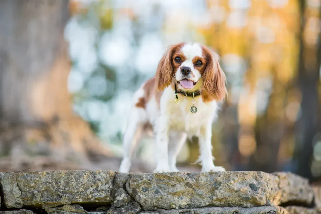 Do Cavalier King Charles Spaniels Shed? Learn Tips & Tricks